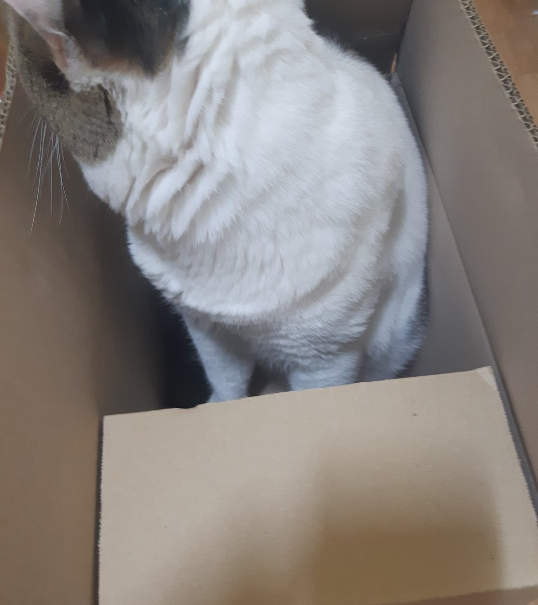 빈상자에는 고양이가 살아요