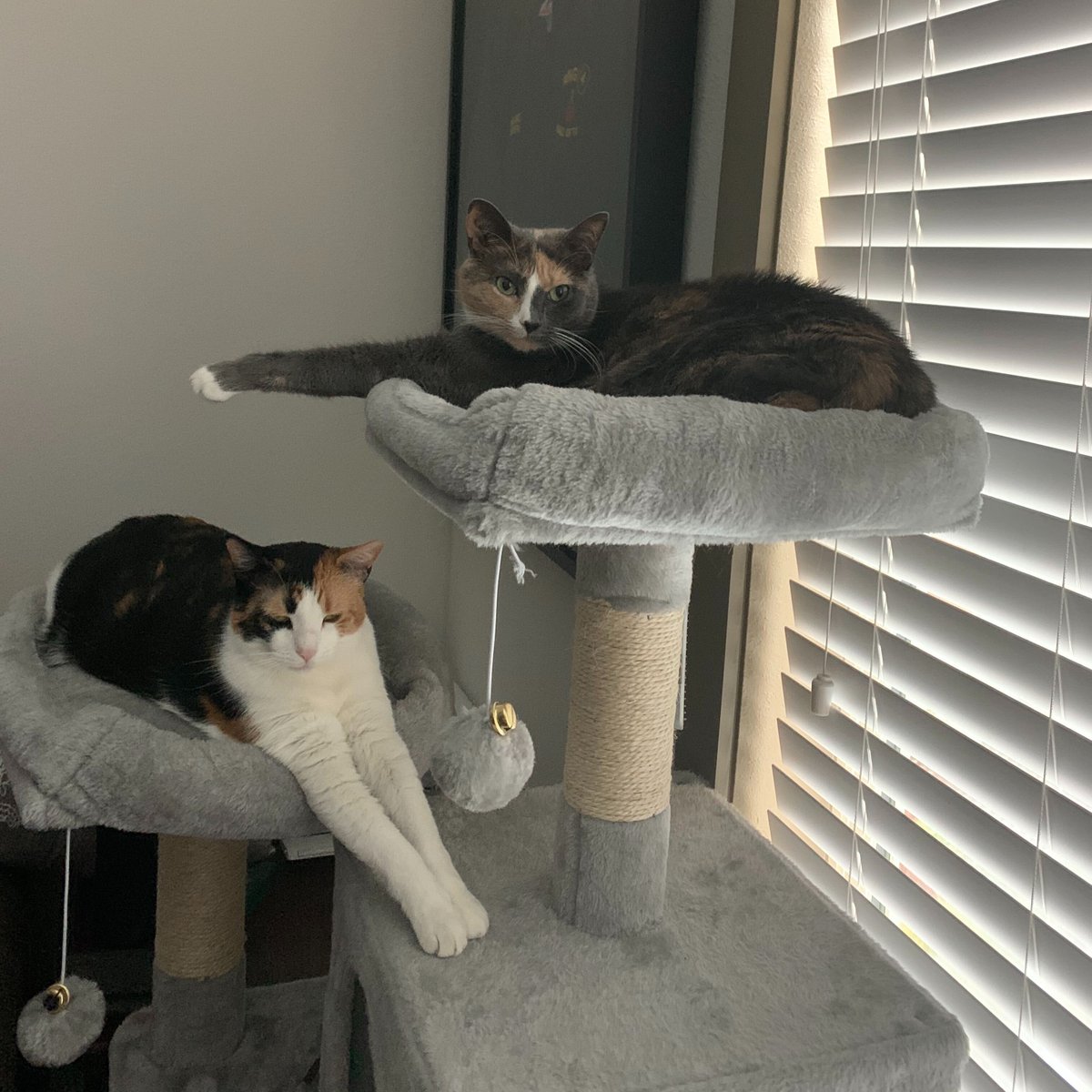 Happy #InternationalCatDay from these fluffy felines!

#mc360co #modernconsulting360 #consulting #tampaconsulting #tampa #tampabay #cats #catpics #tampacats