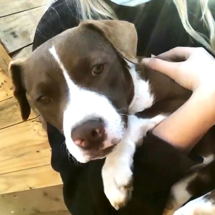 Amor de Perro 🐶 tweet media