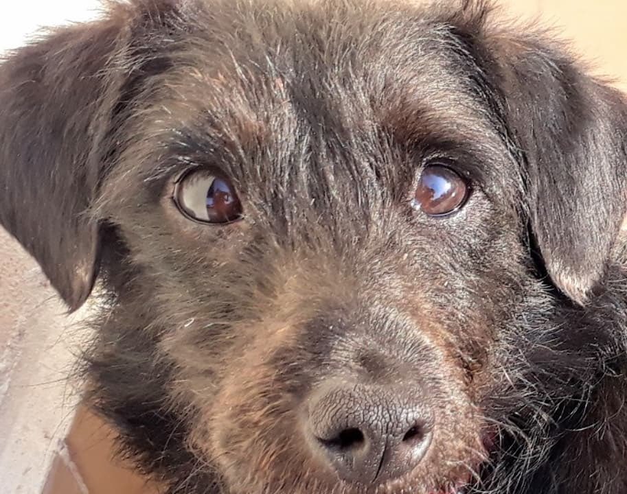 Amor de Perro 🐶 tweet media