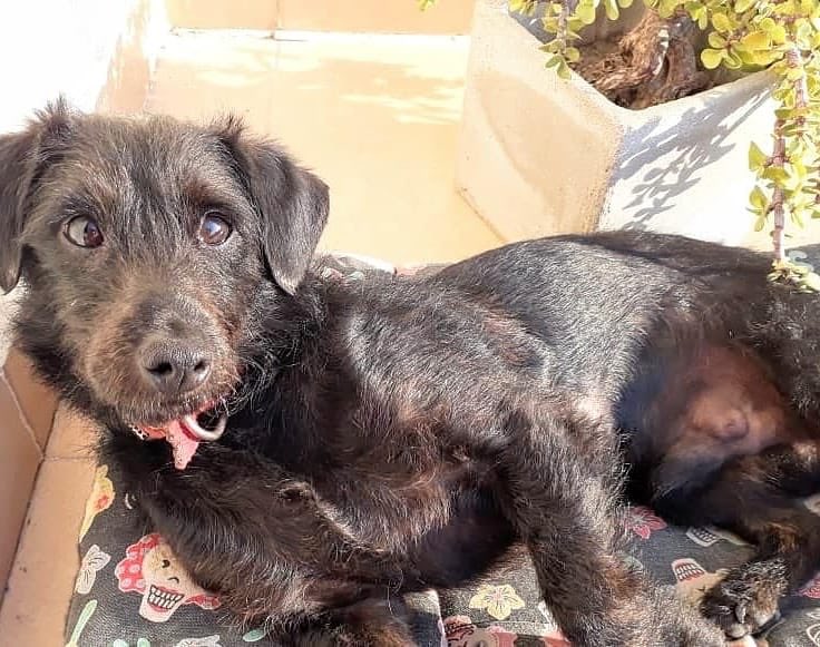 Amor de Perro 🐶 tweet media