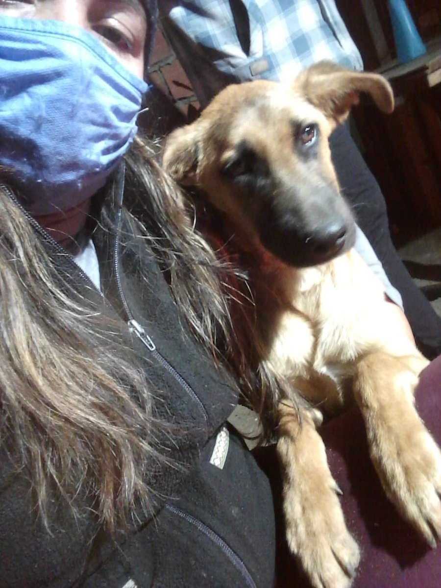 Amor de Perro 🐶 tweet media