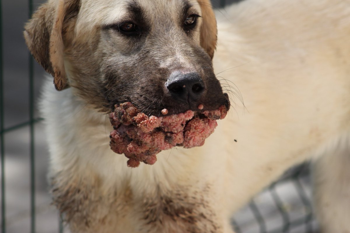 3 haftada sadece ağzının içindekiler azaldı. Böylece çok daha rahat mama yiyebiliyor. Ancak anlaşıldı ki tedavi çok daha uzun sürecek ve masraflar için sizin desteğinizi rica etmek zorundayım. DM açık. Lütfen bana ulaşın.

RT yaparsanız şansımız artar. O ücretsiz ve kolay.