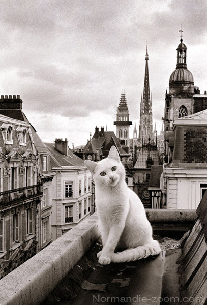 Naptowncats's tweet photo. Happy #InternationalCatDay to everyone, especially to all the #CatsOfFrance. I did not come from anywhere too exotic...but I have always dreamed of seeing #Paris one day...I hear they have a million different kinds of cheese! Mon Dieu! ~Miloβ₯οΈπ§π«π·
https://t.co/xJzM56LXae https://t.co/ePp3Ex8ytW