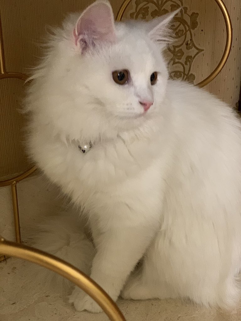 MHN797's tweet photo. Our cute cat lily🥺♥️
#اليوم_العالمي_للقطط https://t.co/YTAZ2O1u3E