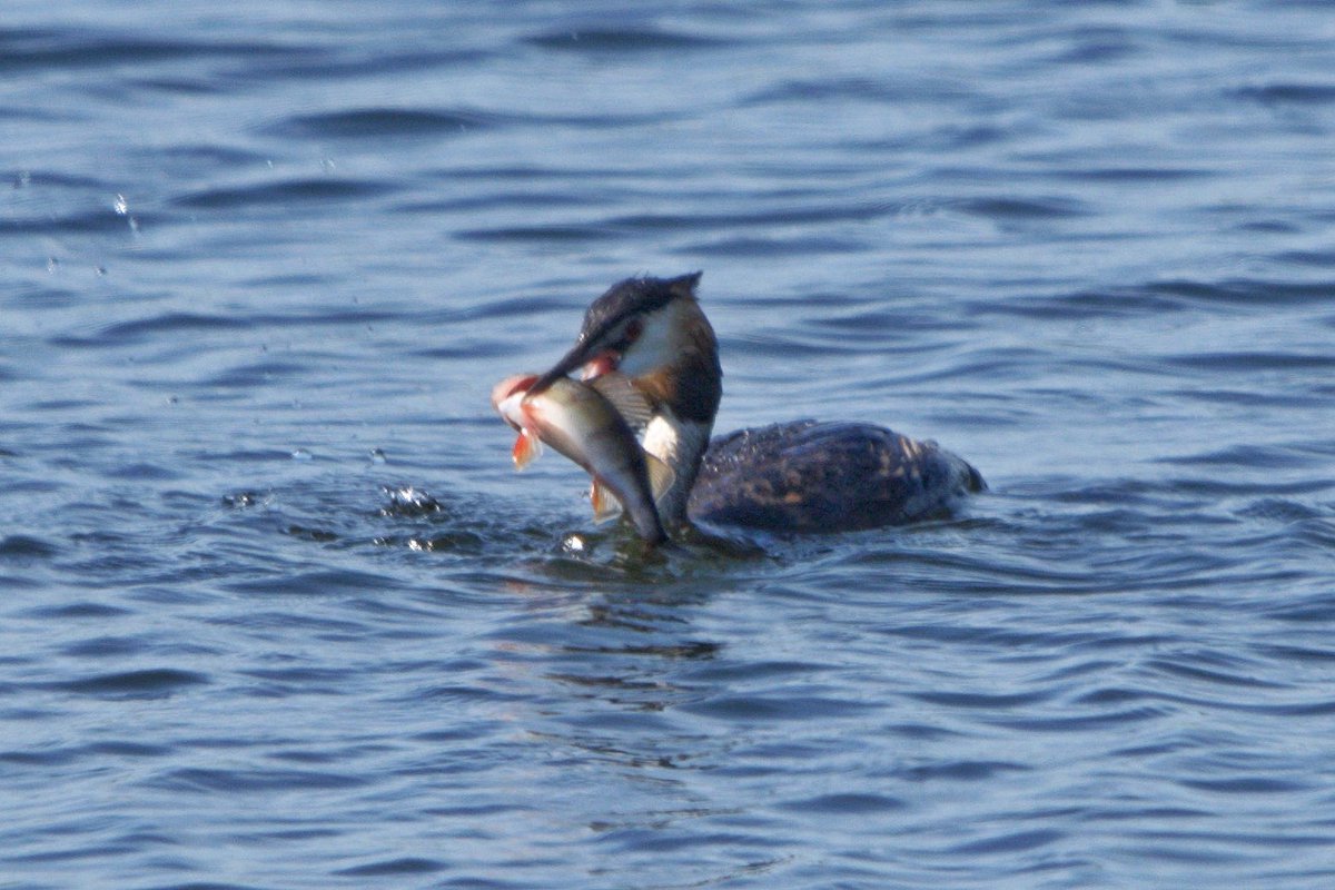 Rob Fergie tweet media