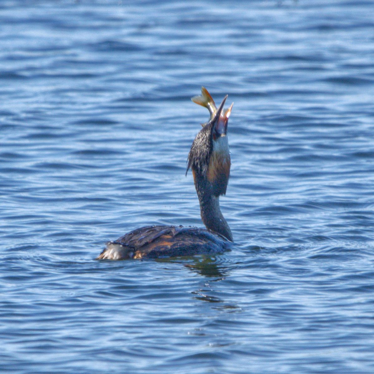 Rob Fergie tweet media