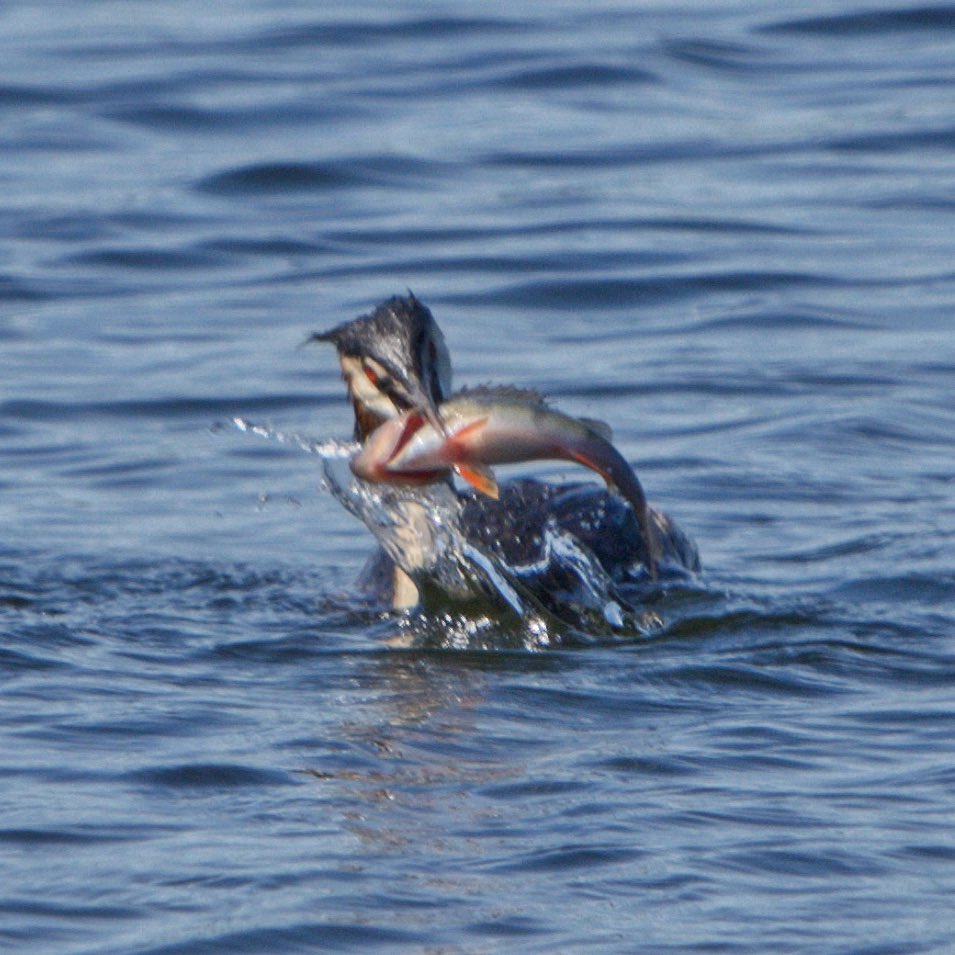 Rob Fergie tweet media