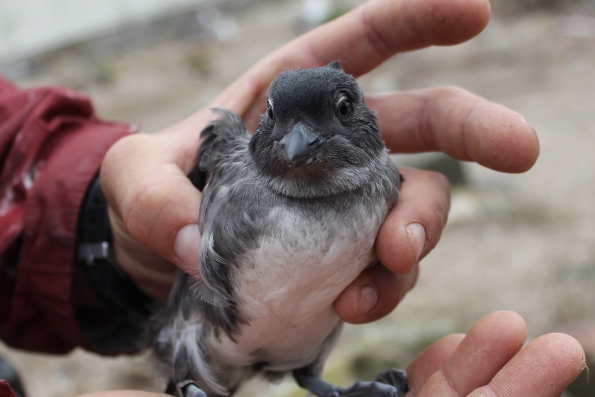 Please reply with your best head-on pictures of #seabirds so we can all appreciate them thank you here is a Cassin's Auklet to start #SeabirderSaturday