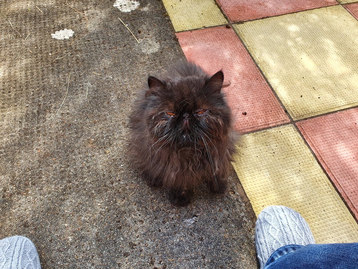 DianeFerrier3's tweet photo. Day four of cuteness in a day in theife of Effie....
Someone has been drinking out of the birdbath again !!! 😹🙀😹🐾xx https://t.co/4FP3vvg2Uz