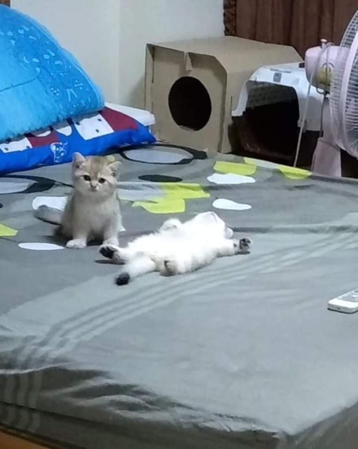 gatitos_qctd's tweet photo. Mucha anvorguesa https://t.co/gpGusOYoZY