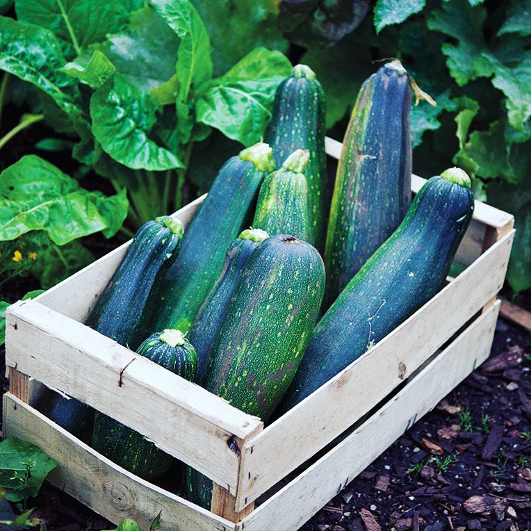 BA_at_Butler's tweet image. #NationalZucchiniDay means squashing any doubts about zucchini’s greatness. If you haven’t tried zoodles do it! And show us how it turned out!