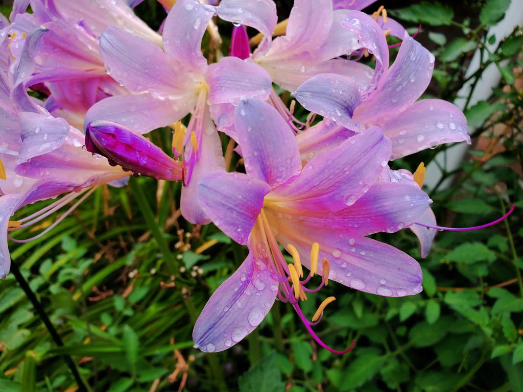#resurrection lilies
