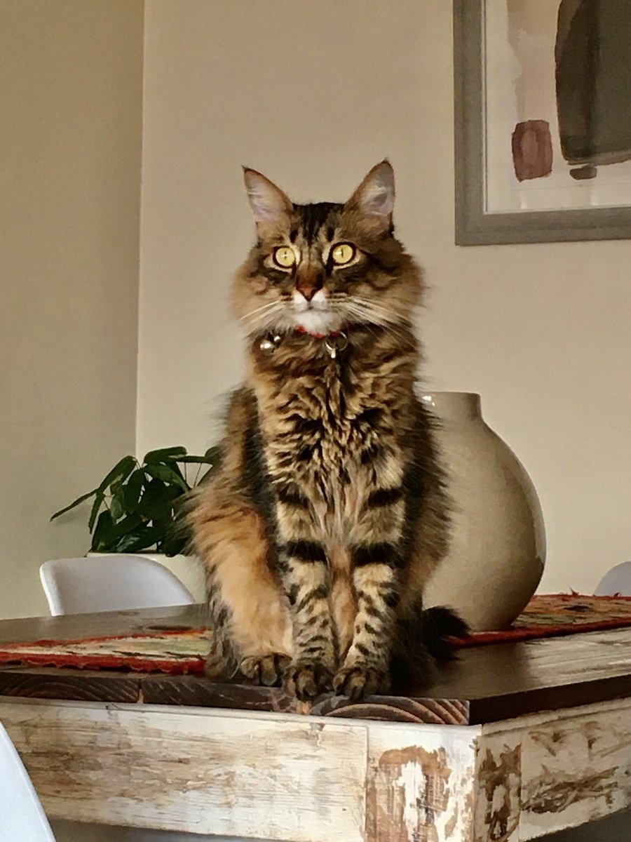 PatMorales's tweet photo. #DiaInternacionalDelGato Domingo😻❤️ https://t.co/xBwylUoSPf