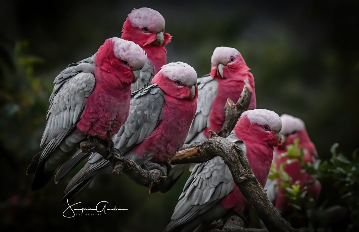 parrot_african's tweet photo. Save Help and Protect Parrots..
📷
Rosalbin cockatoo
Eolophus roseicapilla
#saveparrots
#saveEndangeredSpecies #galah #parrot #pet #animals #birds https://t.co/Q0rG1xsH6h