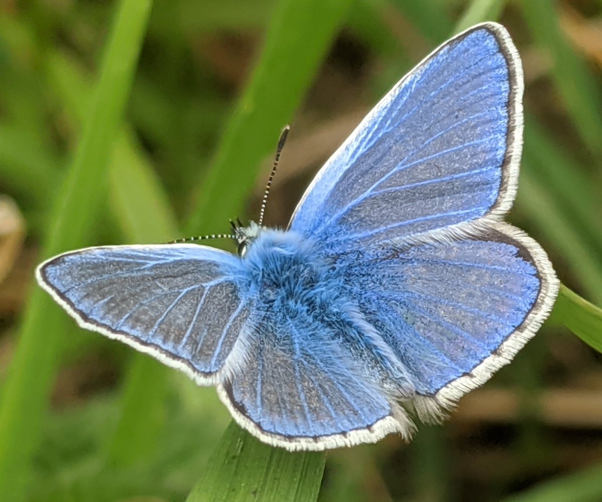 mark_otbc's tweet photo. @m0xdx @BC_Lincolnshire @savebutterflies @ukbutterflies https://t.co/LezAkb91ml