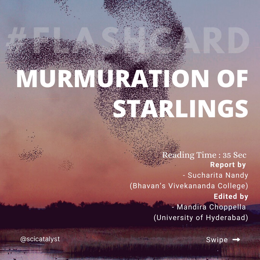 scicatalystweb's tweet photo. We are back with a #ScienceFlashcard! Ever wondered how enormous flocks of #starlings emerge into picturesque patterns? Here's a short insight on starling murmurations. (1/n)
Writer: Sucharita Nandy
Editor: Mandira Choppella
Illustrator: @atreyasci https://t.co/nfbIjgROVG