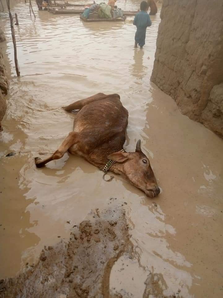 dmbrohi7's tweet photo. @OfficialDGISPR #KachoNeedsHelp 
District Dadu Sindh https://t.co/B3hK4eHcYG