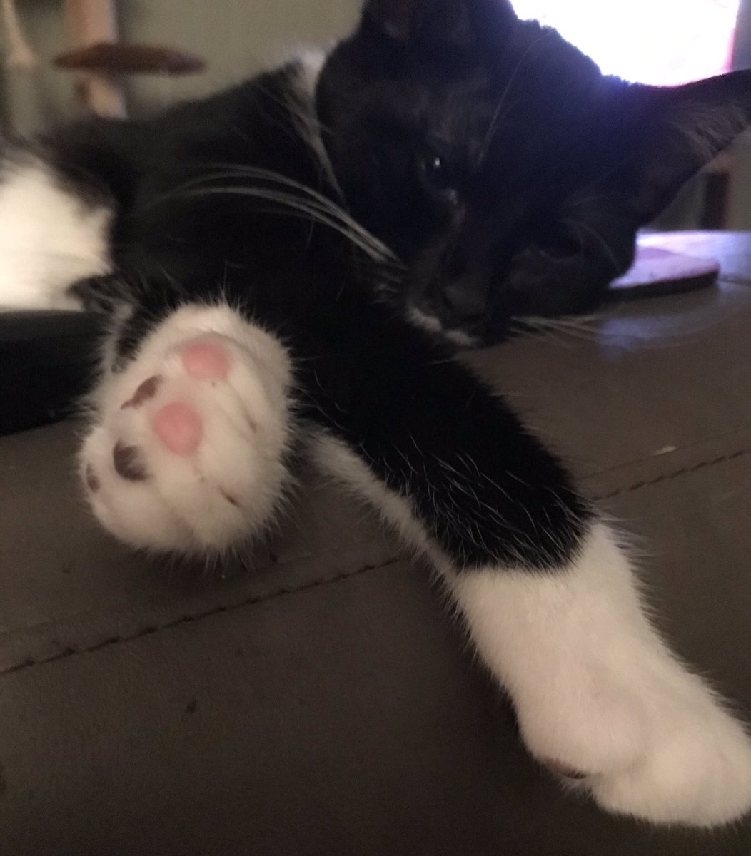 EpochTheCat's tweet photo. meow. our hoomans think it is #InternationalCatDay meow. every day is #CatDay meow @jinxlange @Doc_Bowman @Snickers__kat @SweetEmmyCat #Pixie @silverseasun #Gizmo @Janeen_FluffyJ #Rankle @TRDowden https://t.co/9eKdQ4TVx6