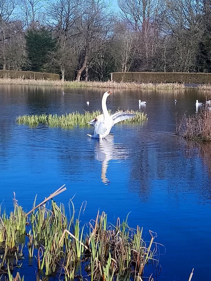 Bluenileman53's tweet image. Fantastic group of people who enjoyed the fabulous sunny weather at Springburn Park today, much more we’re camera shy , another feature in the park, a fruit orchard