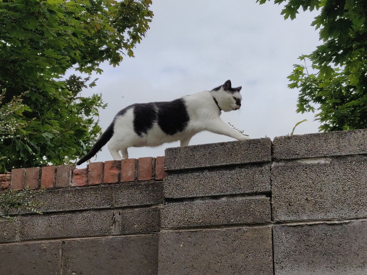 rachelkmclaugh's tweet photo. #HappyInternationalCatDay Percy! You're one of a kind! Have a good day, mate! #CatPal #Caturday #PercyCat 😸💛 https://t.co/hQGChv1Uxd