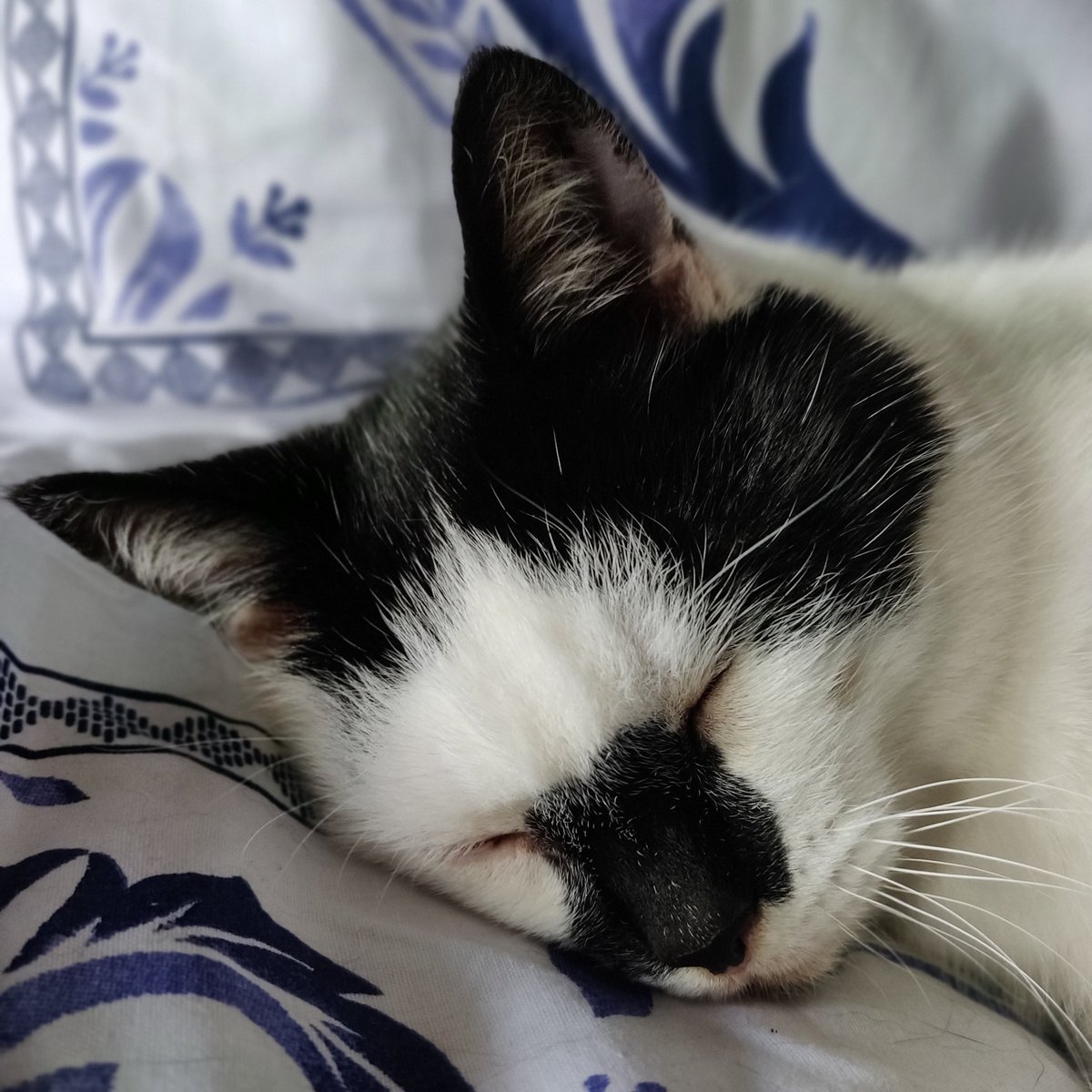 rachelkmclaugh's tweet photo. #HappyInternationalCatDay Percy! You're one of a kind! Have a good day, mate! #CatPal #Caturday #PercyCat 😸💛 https://t.co/hQGChv1Uxd