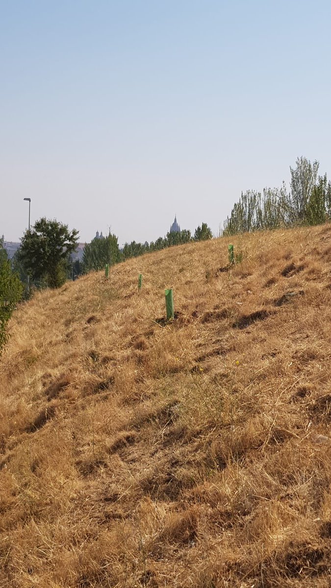 🌱🌿Miren que lindas las últimas plantitas que sembramos con la Bonggi de la <a href="/GrandeBellotada/">LaGranBellotadaIbérica - AGrandeBolotadaIbérica</a> 

Ayer las fuimos a visitar mientras estábamos luchando en redes por 
#UnMillonParaLaECI