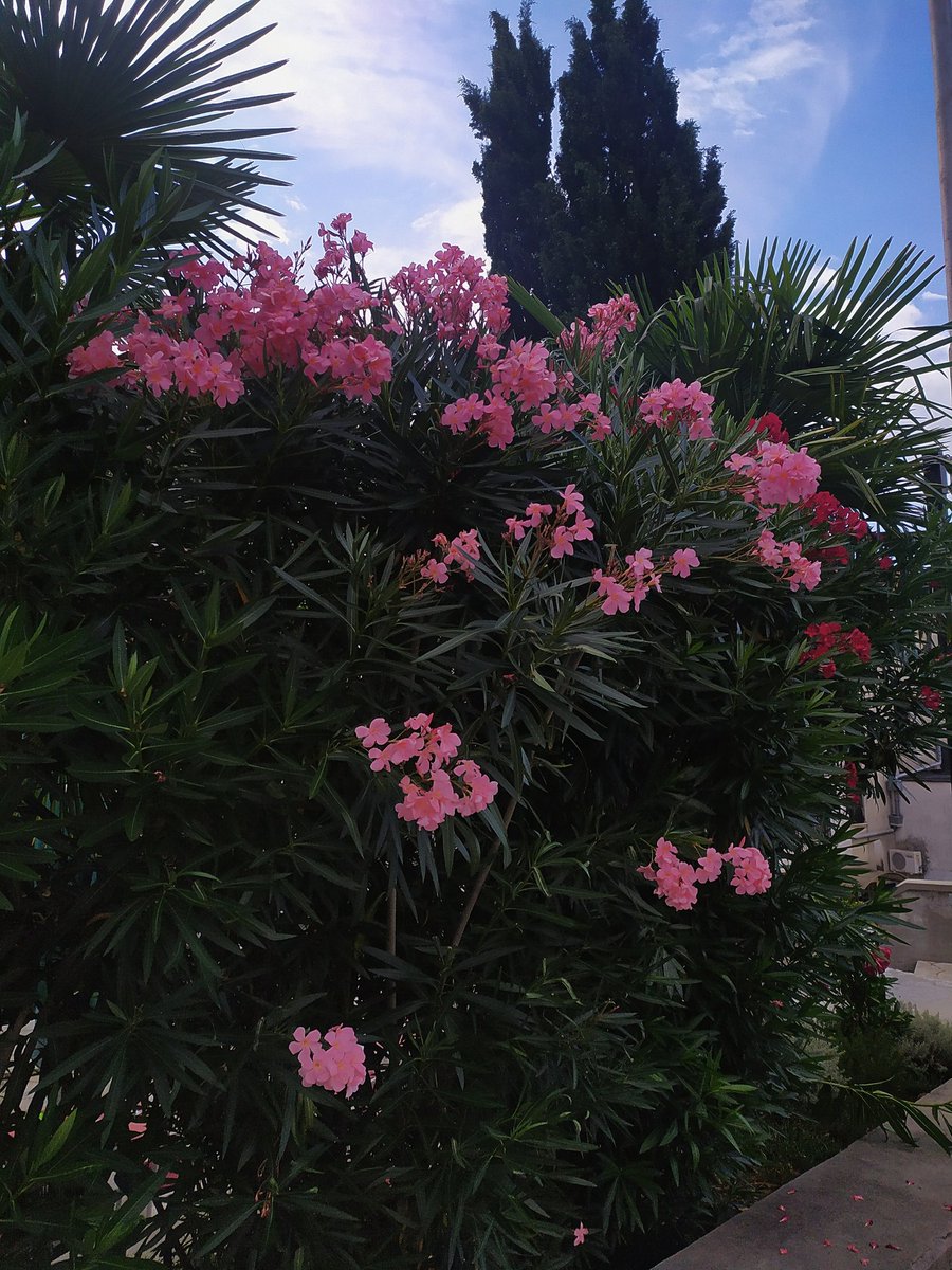 ElenaR_r's tweet photo. Croatia, Lovran🌺❤️ https://t.co/oNHeCUlZZP