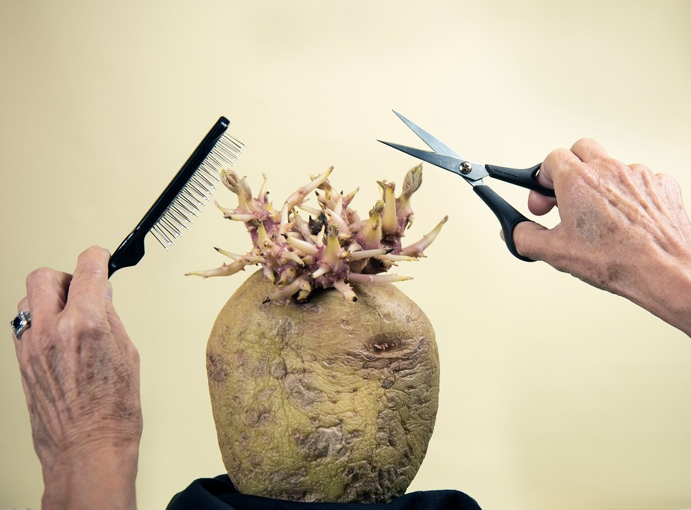 The_RPS's tweet photo. The winner of the first Potato Photographer of the Year competition is Ray Spence FRPS with his image ‘At last – a visit to the hairdressers at the end of COVID lockdown’. https://t.co/fniy3j4PWK 📸 Ray Spence; William Richardson; Amy D'Agorne #PPOTY #RPSCompetition https://t.co/UcdBl5aTuB