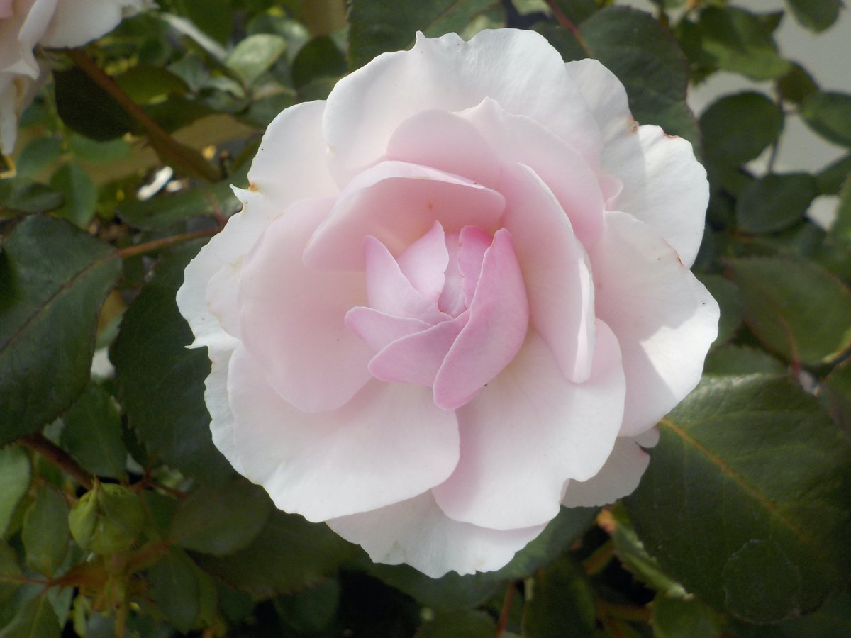 Four stages of @DAustinRoses  Olivia Rose Austin on one shrub captured altogether this lunchtime. #Bliss #gardeners #DavidAustinRose #RoseHeaven