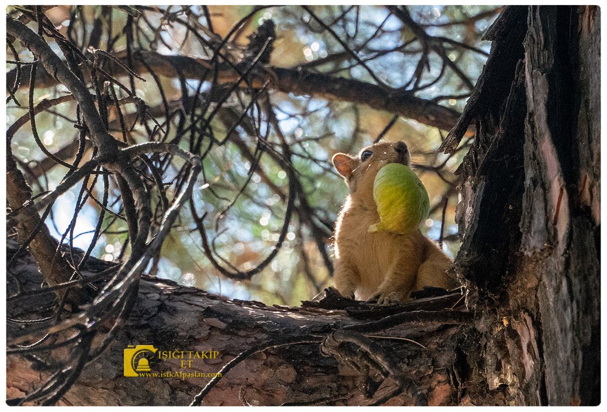 alpaslan1966's tweet photo. #sincap #incir #nature #kayısı #istanbul #üzüm #squirrel #organik #turkey #doğal #photography #baharat #doğa #salça #green #animal #evyapımı #objektifimden #çay #yeşil #kargo #gölcük #hurma #instagram #izmir #bolu #katkısız #amazing #diyet #picoftheday, https://t.co/0kB5G8DpNe