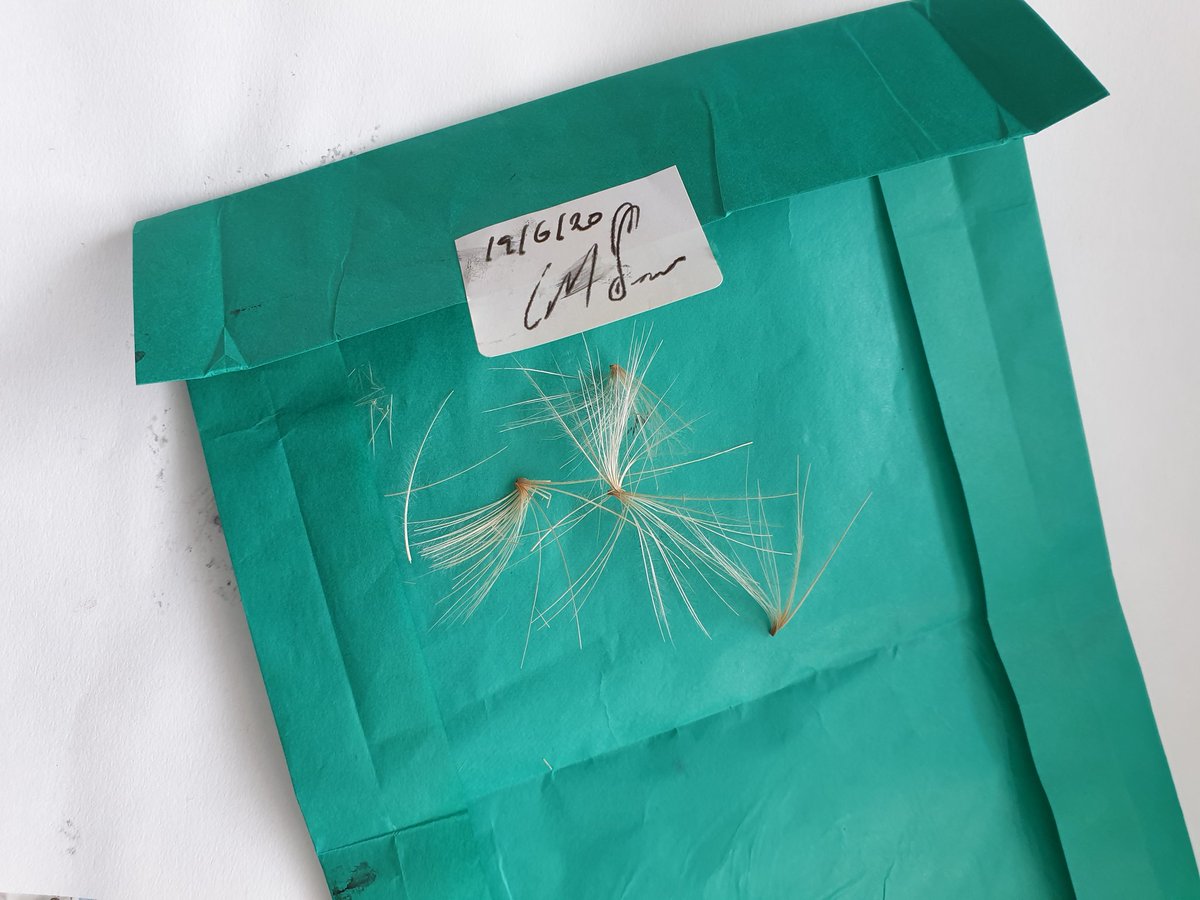 paulahickeyart's tweet photo. This is my response to a collection of artichoke seed heads sent by @CarolSowden
as part of @TCLcollective #TCLVirtualResidency. I used one to fashion a fine-haired paint brush, and drew a series of horizontal lines. Exciting to test non-traditional materials. https://t.co/zK1MajjJnf