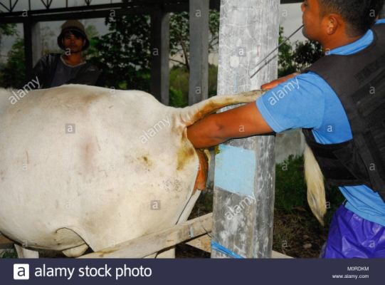 riky7372's tweet photo. Sfido chiunque a trovare una #donna che non sia contro lo #stupro.
Eppure quando si parla di animali e, in particolare,#mucche che vengono letteralmente #violentate x ottenere il #latte che bevete, ve ne fottete altamente.
La #coerenza? L’#Empatia?
#AnimaliLiberi #GoVegan #Vegan https://t.co/YttwxfElTh