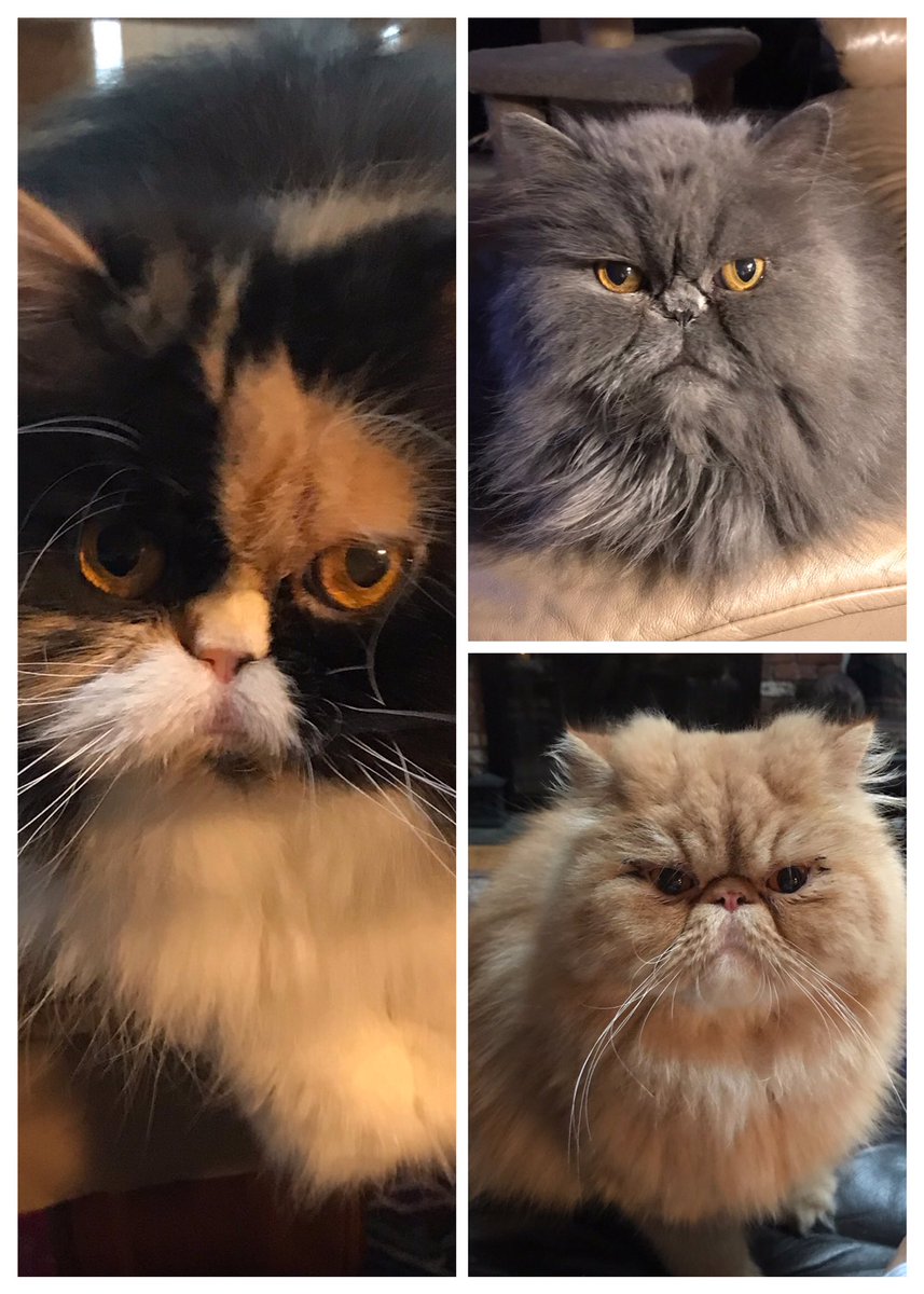 WIRELESSONE3's tweet photo. @SimonsCat Calleigh Finn and Paddy https://t.co/2wDWiaqiN3