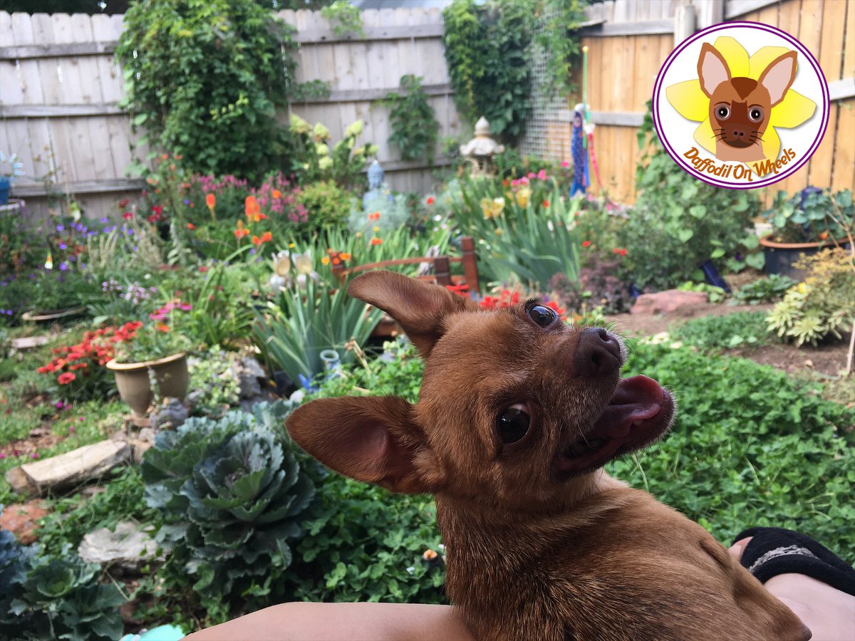 DaffodilsWheels's tweet photo. Happy Saturday!
❤️Daffodil
#DaffodilOnWheels #weekend #twoleggeddog https://t.co/S0plSKJBLa