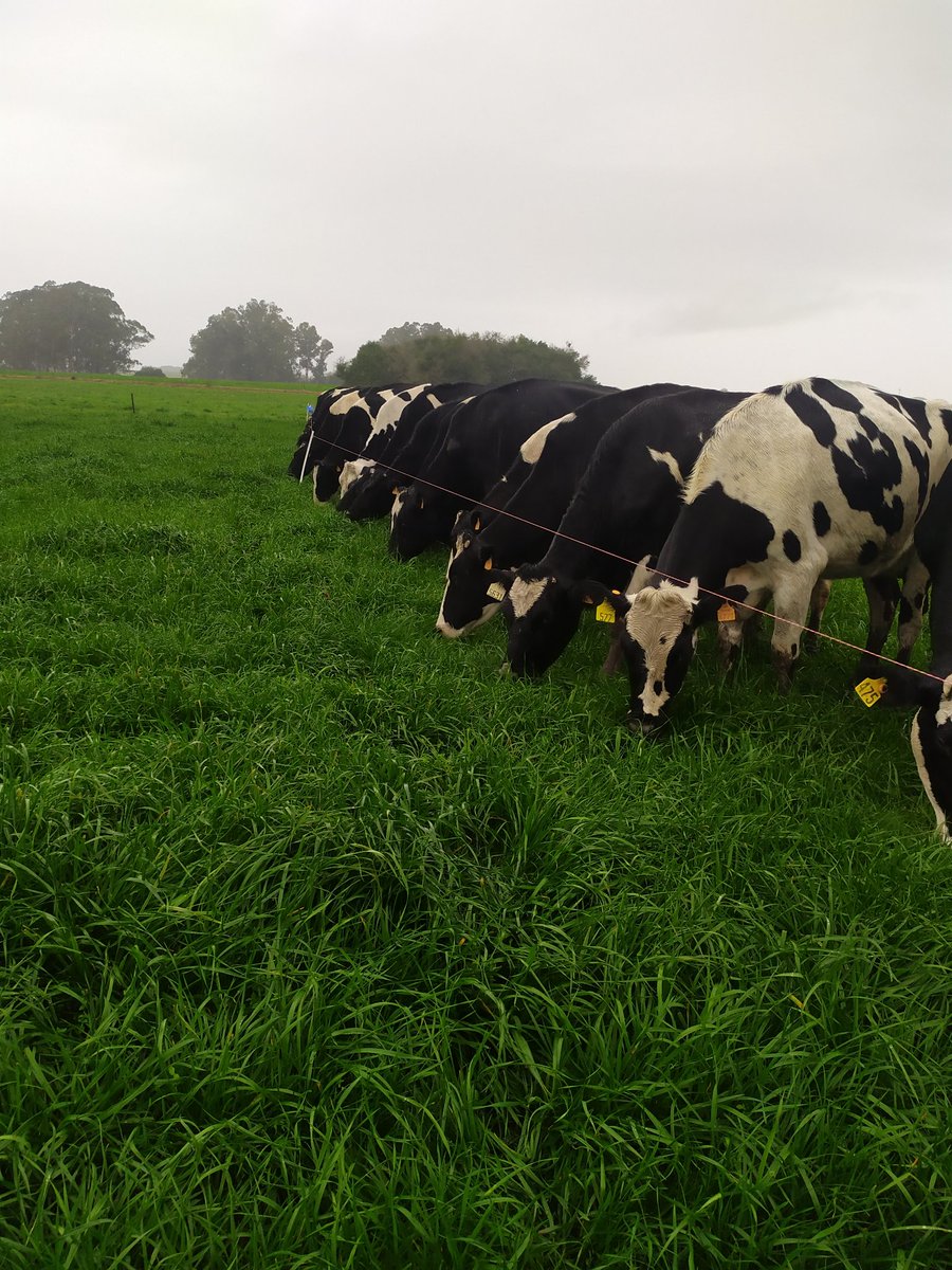 DietrichFM's tweet photo. Agrandรฉ la franja y salieron voraces a comer
#grasstomilk #greenfood
#thankGodforthis https://t.co/EmYvdULwUG