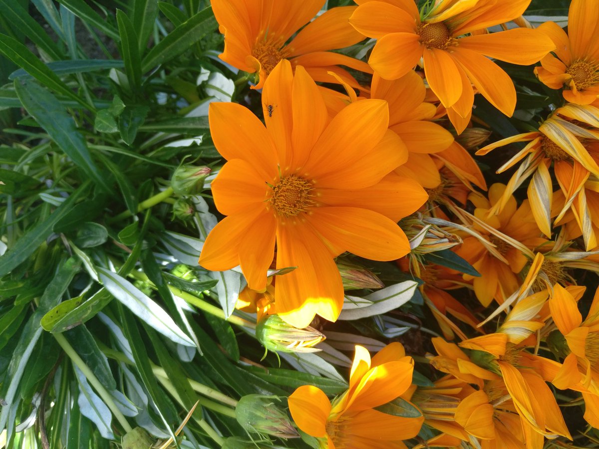 plot9a's tweet photo. Any ideas? #nametheplant https://t.co/TXmImcWANG