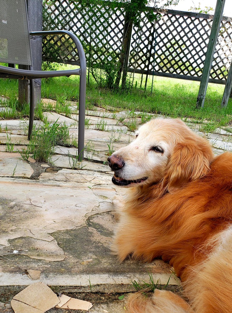 GSMart42's tweet photo. Bounder always loved spring days in the sun! @GoldretrieverUS #weekendsmiles #grc #dogcelebration #SaturdayVibes #weekendvibes #saturdaysun #SaturdayMood #GoldenLove #GoldenRetrievers #dogsoftwitter #dogsofATX #dogsofTexas https://t.co/RkyPXFjchU
