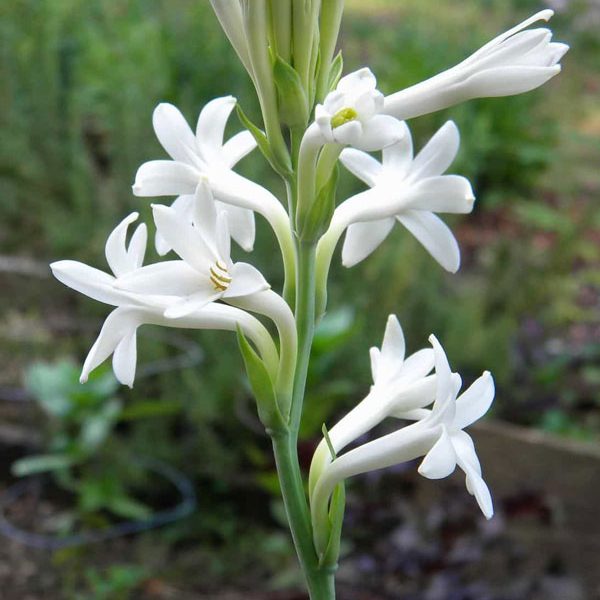 Tuberose Twitter Search