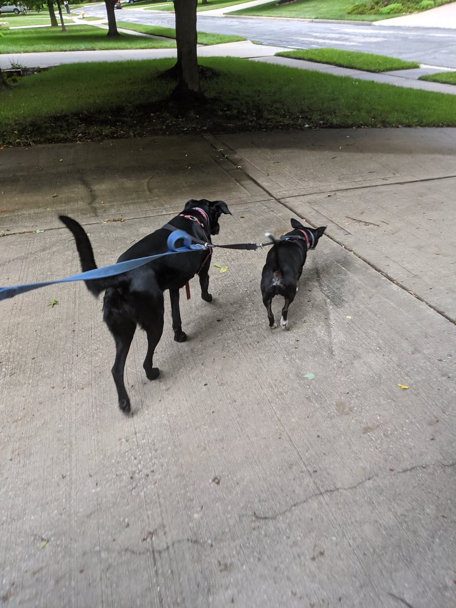 Morning 🐕 walk #summershapeupchallenge