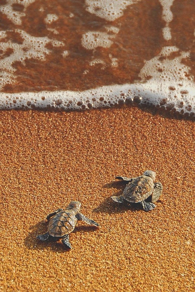 cheryldosal's tweet photo. Same energy. ☀️🌊 @EthanDolan @GraysonDolan https://t.co/e4HHt546JL