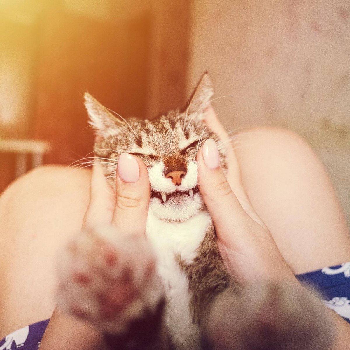 SMILE!😸
It's Caturday!

#caturday #catlife #meow #catlady #weekendvibes #catstagram #catsofinstagram #cats #catoftheday #bestmeow #purr