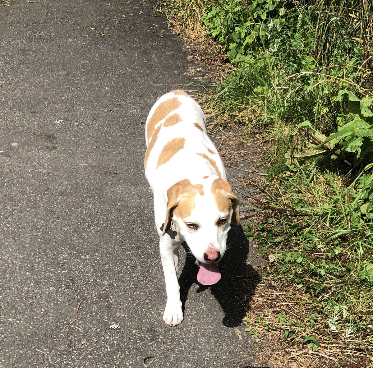 Out in the sunshine. Working on my tan but dad says my tan bits will end up white before I manage to get my white bits tanned. 
#beagle #sun #tan #walk #dadsanidiot