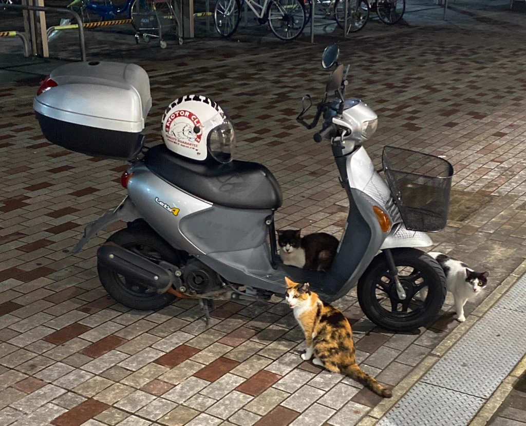 @KAIMAKU_GEYSER こちとら、なめ猫たちに乗っ取られました🤣 