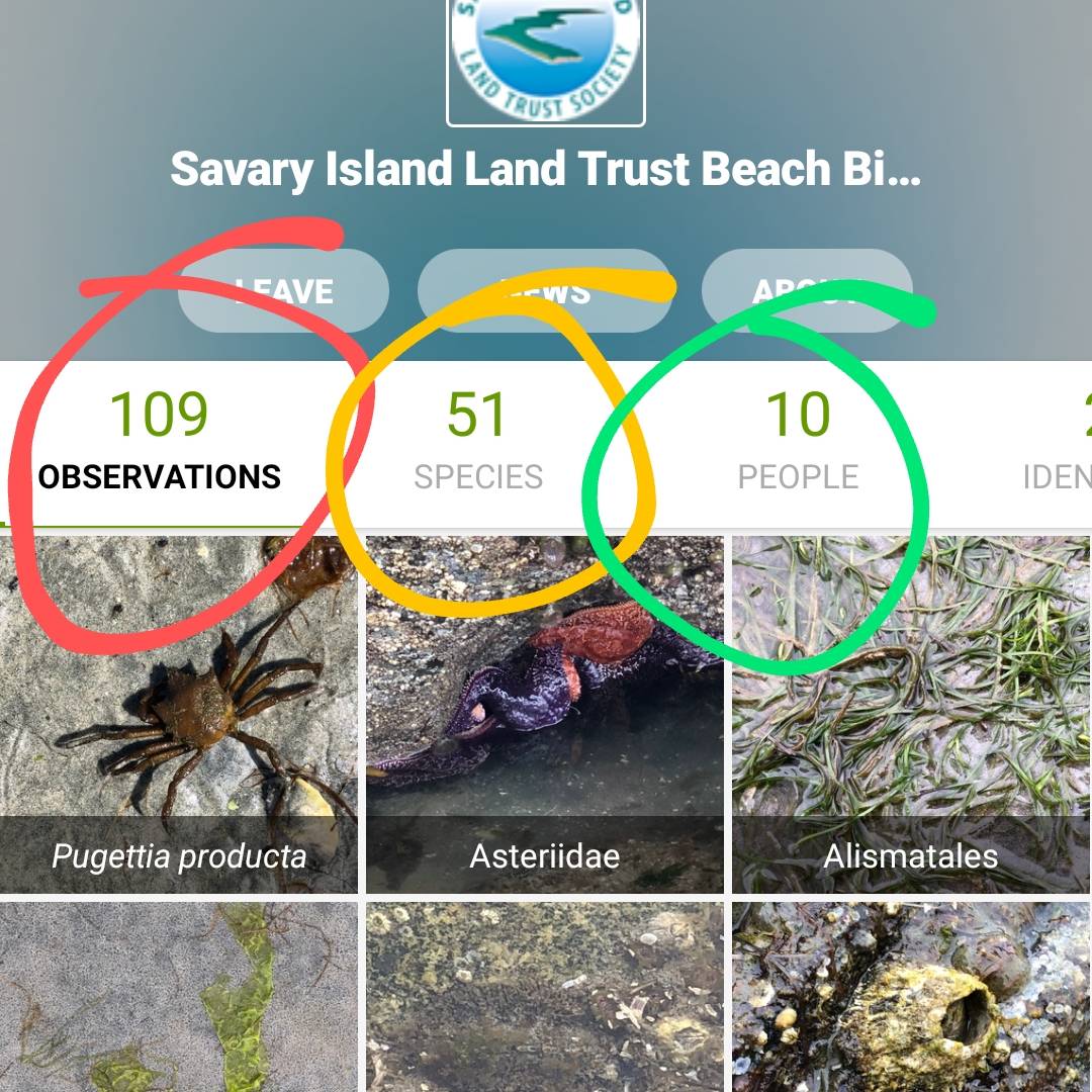 savarylandtrust's tweet photo. The #SILTBeachBioBlitz project has reached over 100 observations and 50 species after just 1 week! We've still got 3 weeks to go, so you still have time to download https://t.co/xFW5fYnsM2 and join the project. Thanks to all of you that have participated so far 🙌
#SILTS https://t.co/bLNhWLjEHv
