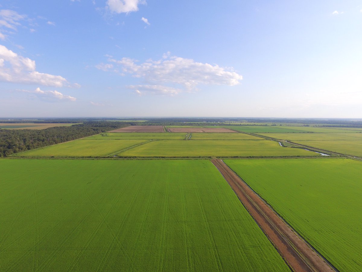 Isbellfarms's tweet photo. Here are some aerial photos of our 2020 rice crop. In the next few weeks these fields will turn a bright golden color as they ripen for harvest. #rice #ricefarming #harvest2020 #thinkrice #arkansasrice #food https://t.co/BZnGt0p7rJ