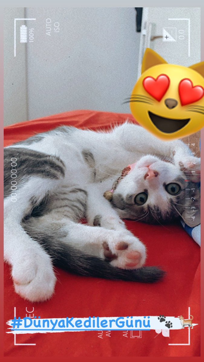 #DünyaKediGünü