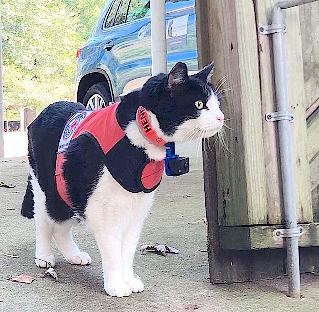 LostCatFinder's tweet photo. Henry the Search Cat wishing all felines and their staff a Happy #InternationalCatDay https://t.co/seITdyejdH