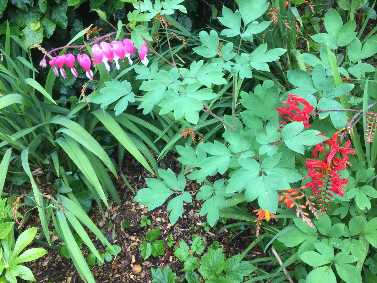 So this happened #bleedingheart dicentra spectabilis has re-flowered rose pink clashing beautifully with flame colours of #crocosmia coming into flower #TheGreatBritishGardenShow #gardening