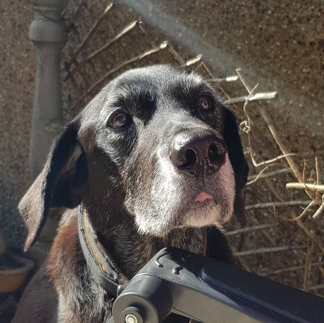 munkey4213's tweet photo. The face of adoration...or just cupboard love? #seniordog #blacklabrador #furbabyforlife https://t.co/2TLaGUYDtd